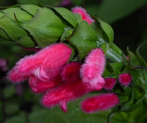 Fuzzy Bolivian Sage, Salvia, Salvia oxyphora